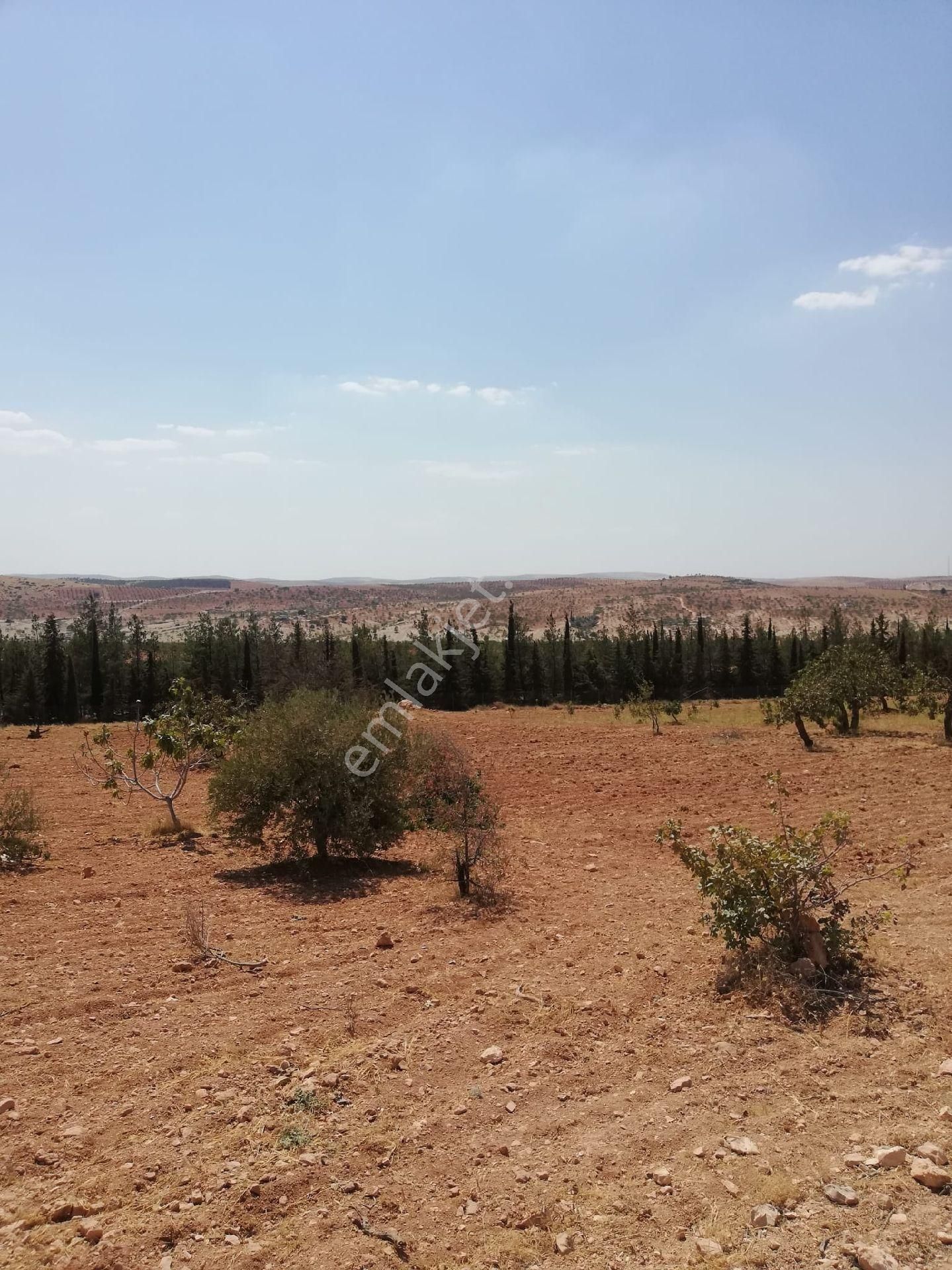 Nizip Kocatepe Resmi Yol Üzeri Bağevlik Arazi - Görsel 4