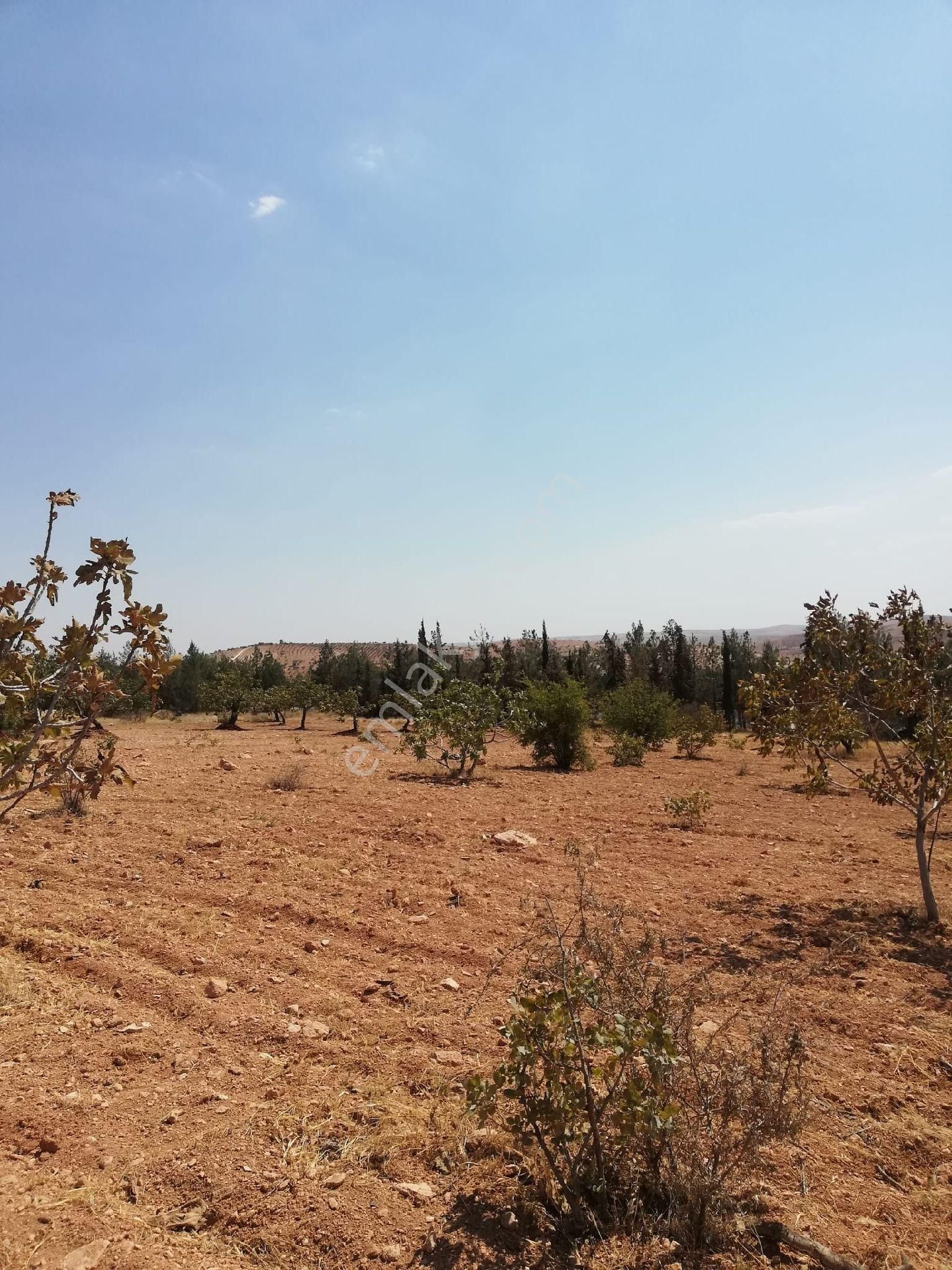 Nizip Kocatepe Resmi Yol Üzeri Bağevlik Arazi - Görsel 21