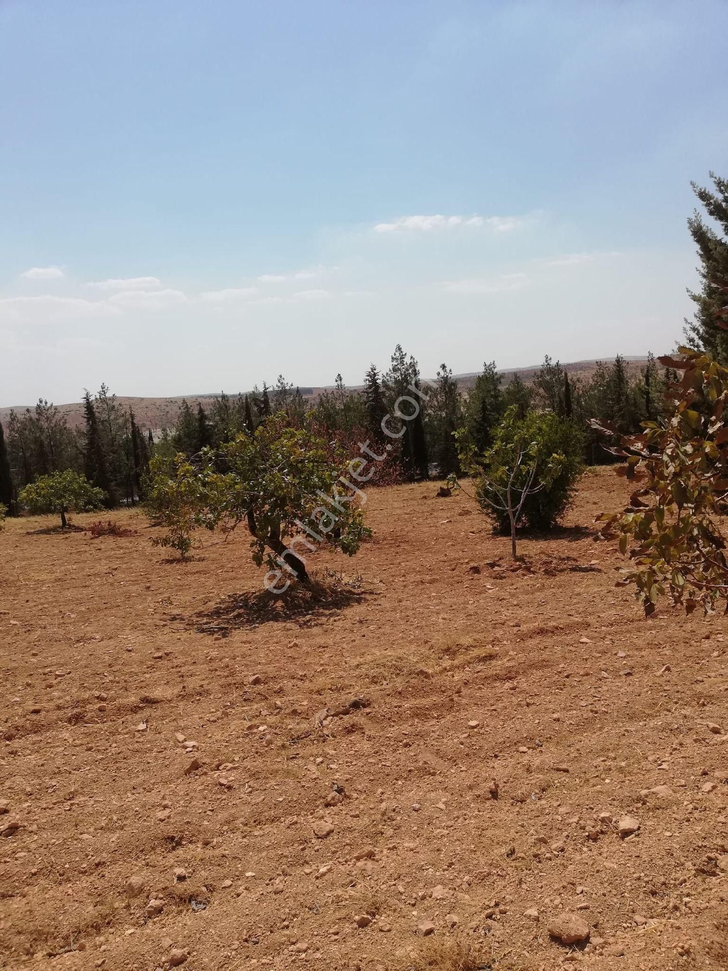 Nizip Kocatepe Resmi Yol Üzeri Bağevlik Arazi - Görsel 2