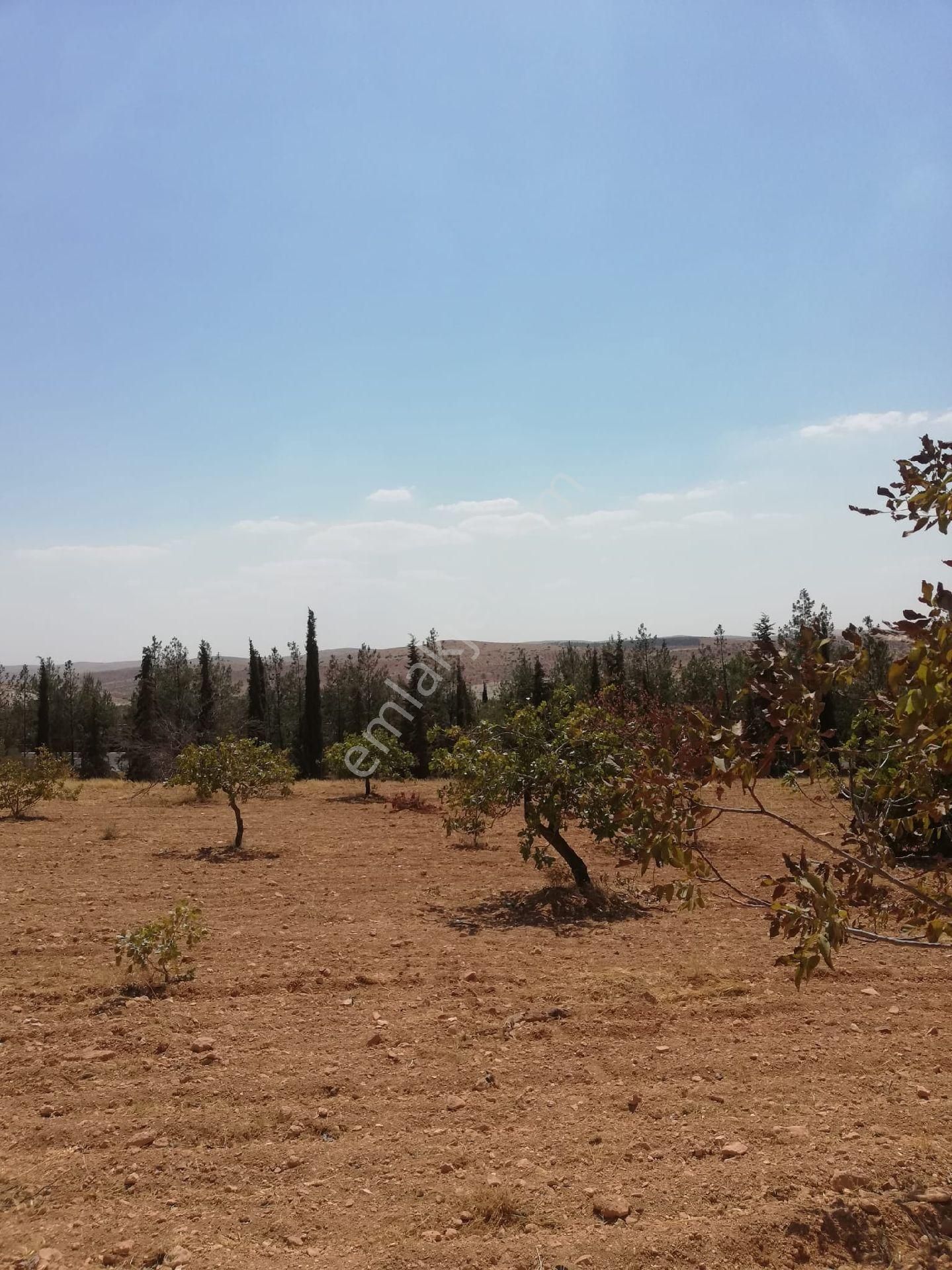 Nizip Kocatepe Resmi Yol Üzeri Bağevlik Arazi - Görsel 19