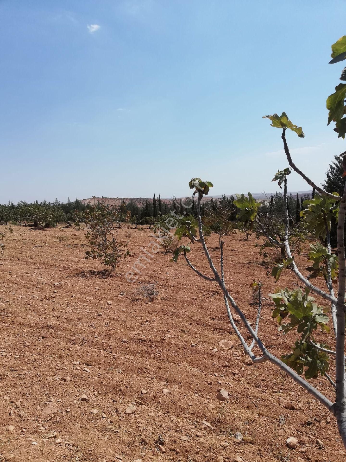 Nizip Kocatepe Resmi Yol Üzeri Bağevlik Arazi - Görsel 8