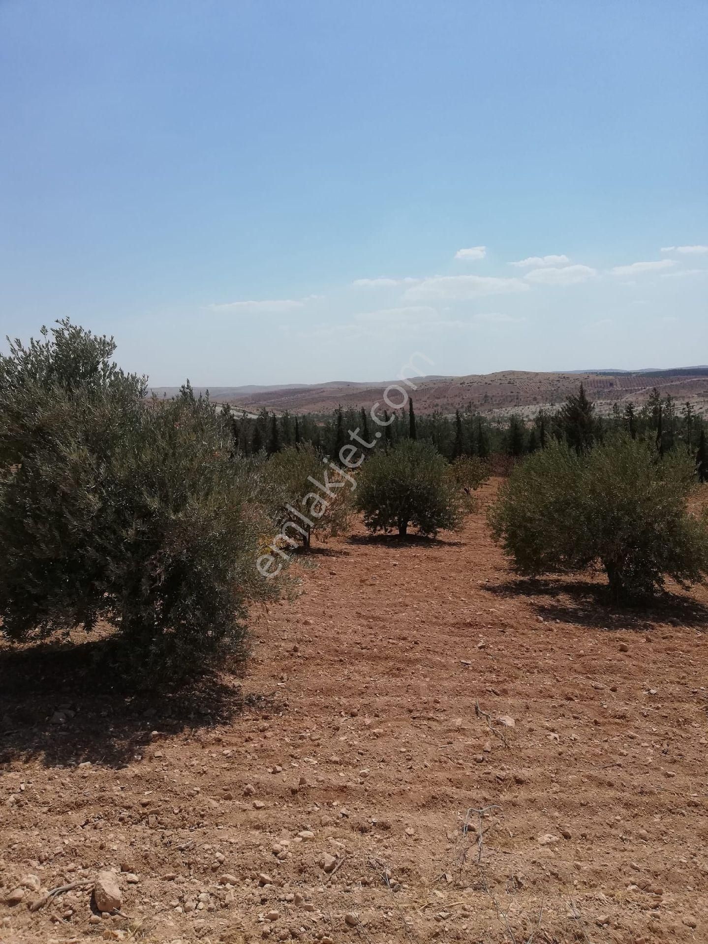 Nizip Kocatepe Resmi Yol Üzeri Bağevlik Arazi - Görsel 28