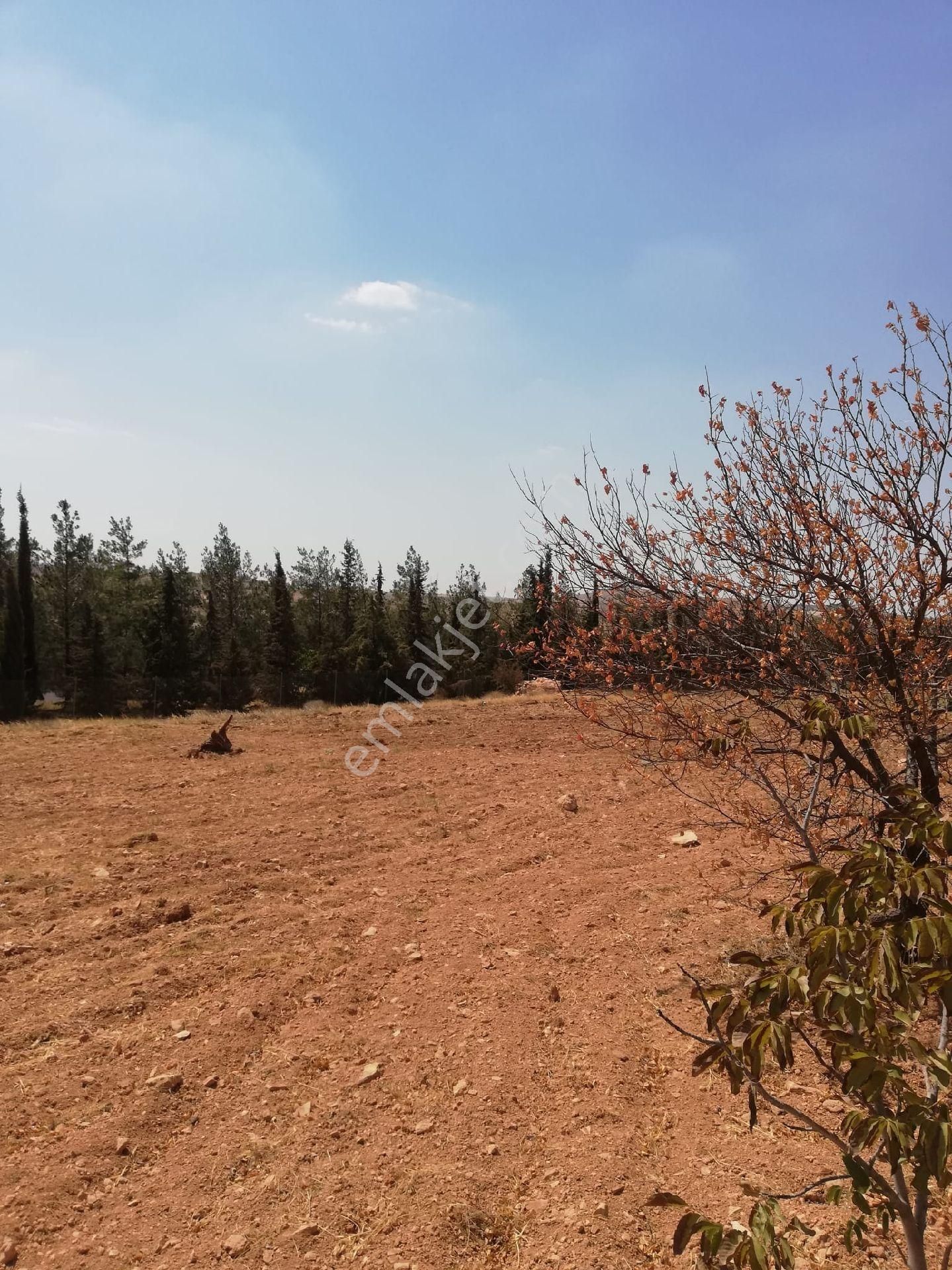 Nizip Kocatepe Resmi Yol Üzeri Bağevlik Arazi - Görsel 26