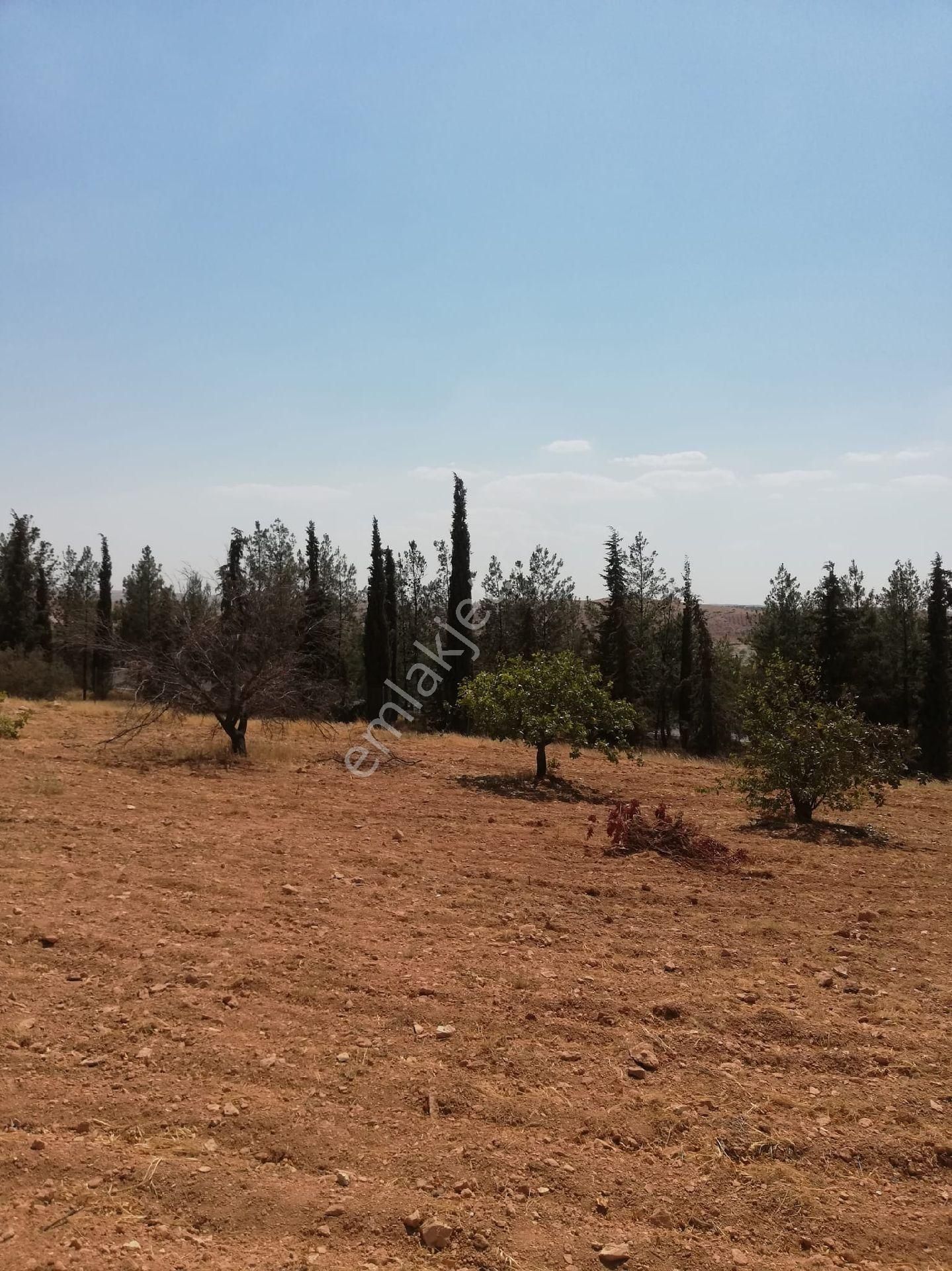 Nizip Kocatepe Resmi Yol Üzeri Bağevlik Arazi - Görsel 25