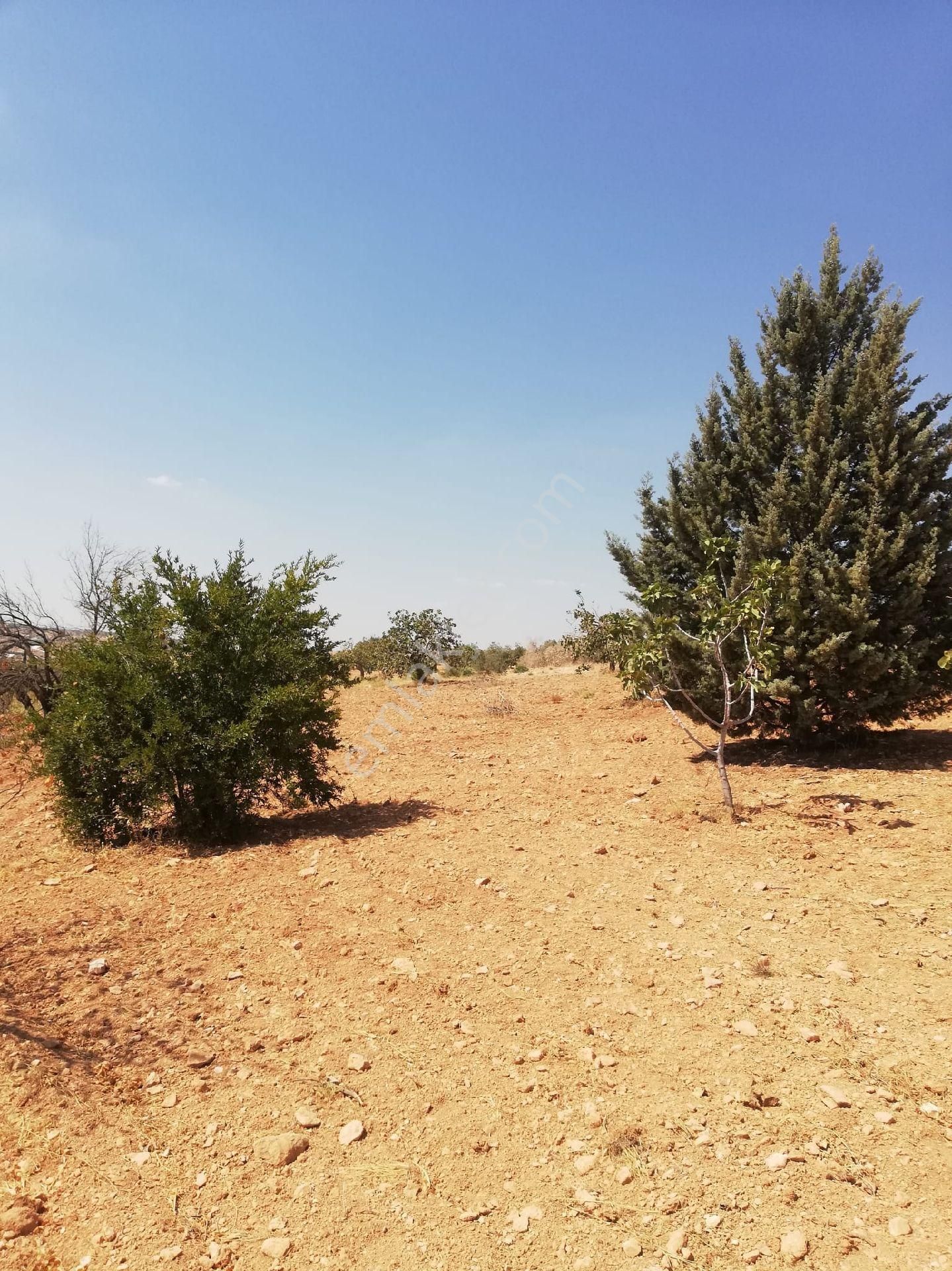 Nizip Kocatepe Resmi Yol Üzeri Bağevlik Arazi - Görsel 6