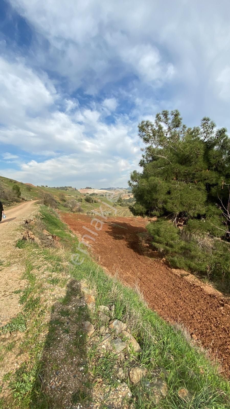 Sahibinden Satılık Zeytinlik - Görsel 4