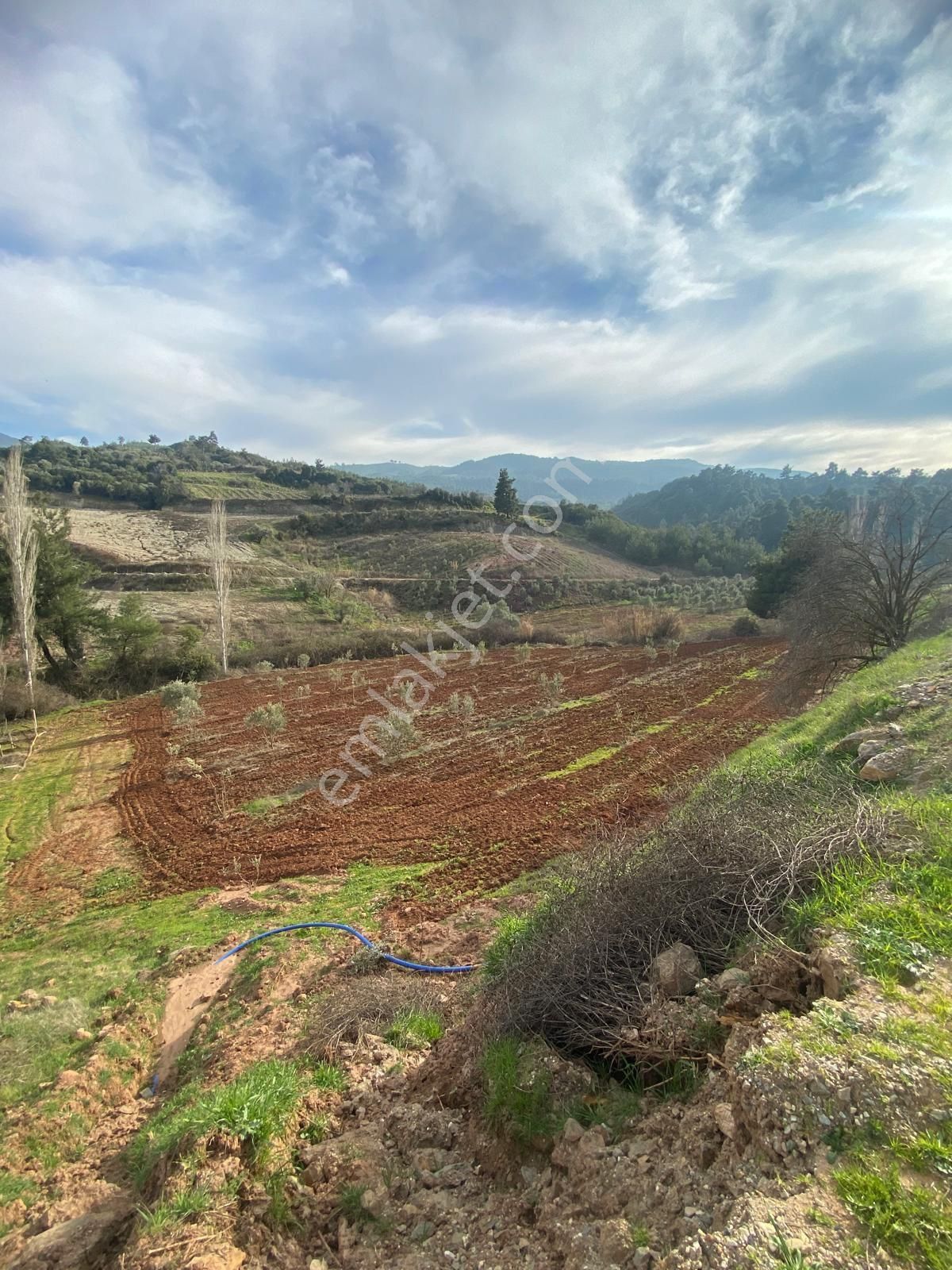 Sahibinden Satılık Zeytinlik - Görsel 3