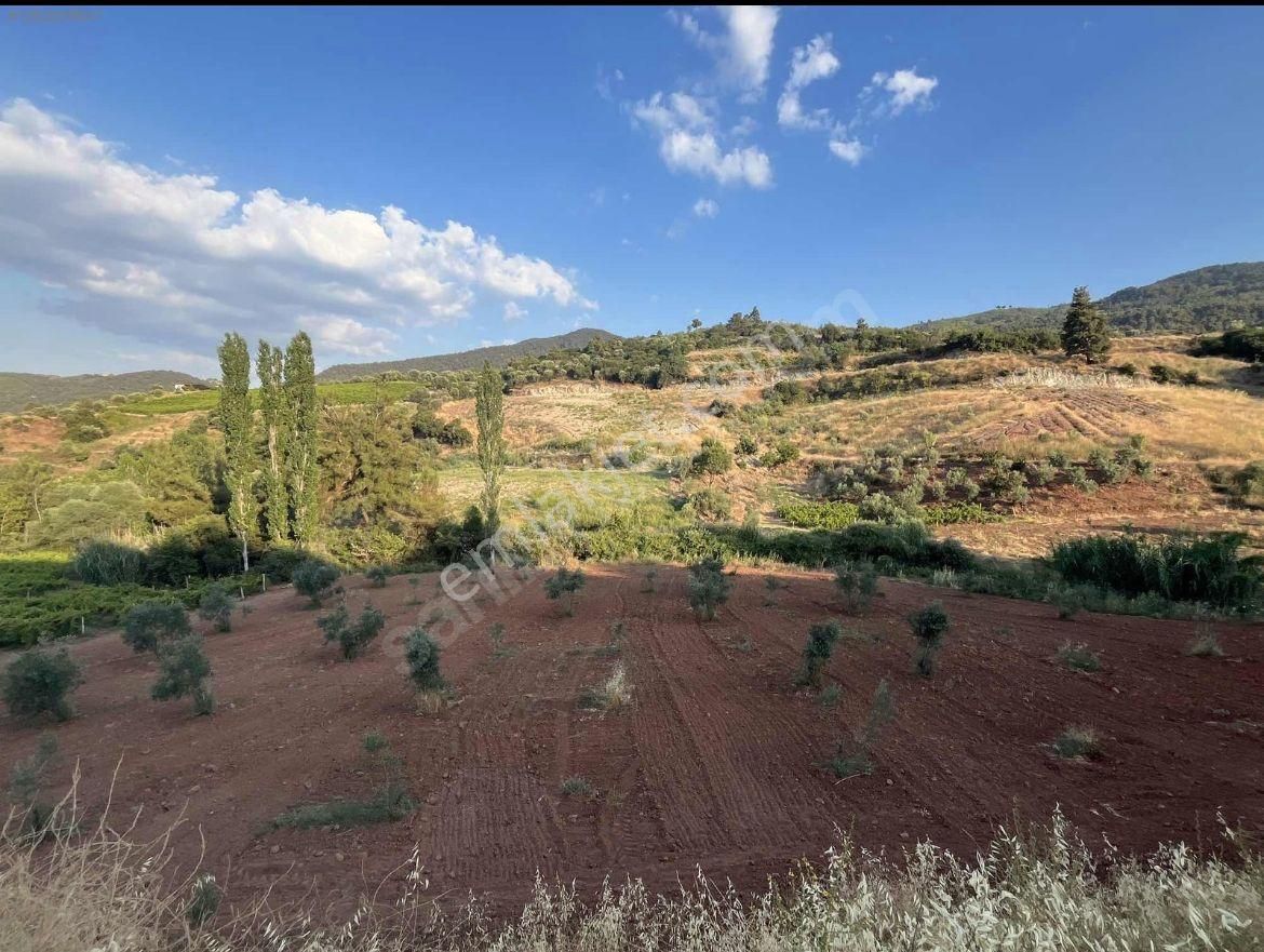 Sahibinden Satılık Zeytinlik