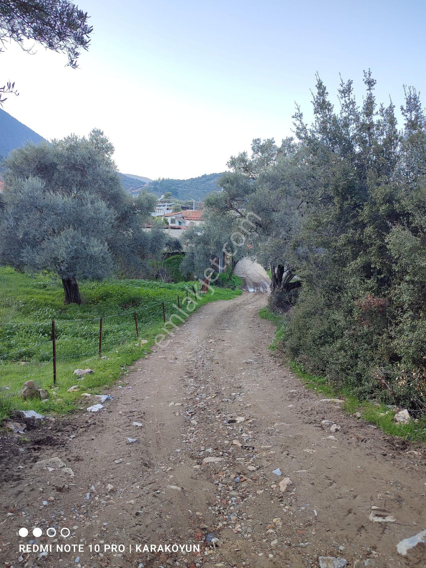 Milas Danişment Köyü'nde Elektrik, Şebeke Suyu - Görsel 5