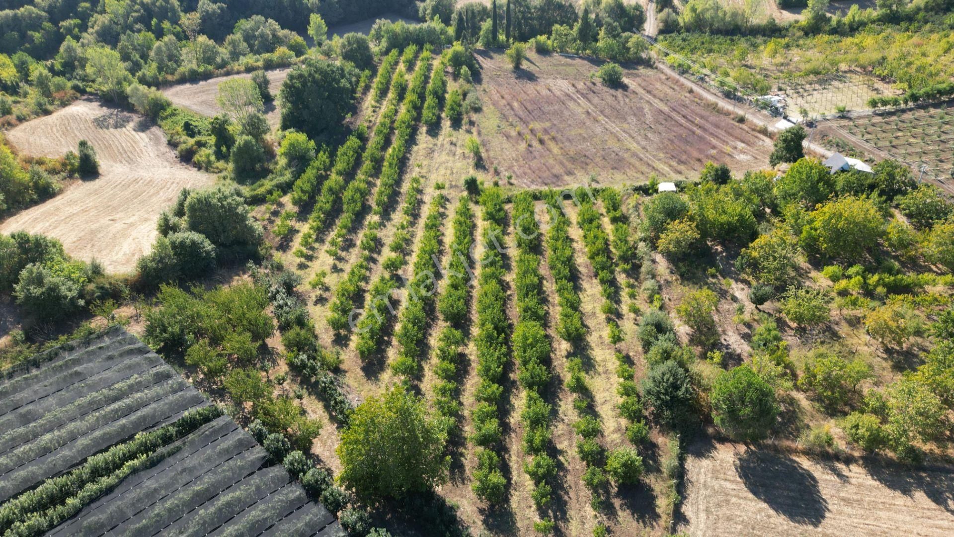 Kocaeli Karamürsel Yalakdere 11.518 M² Kaçmaz Satılık Tarla - Görsel 3