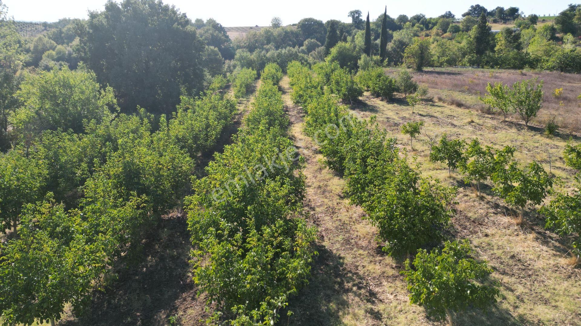 Kocaeli Karamürsel Yalakdere 11.518 M² Kaçmaz Satılık Tarla - Görsel 4