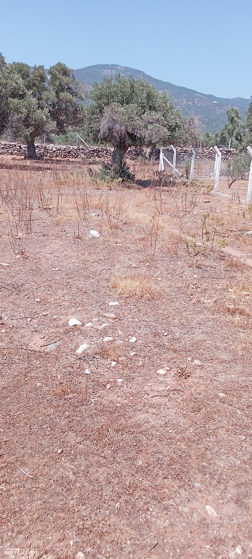 Söke Doğanbey Köyünde Satılık Zeytinlik - Görsel 3