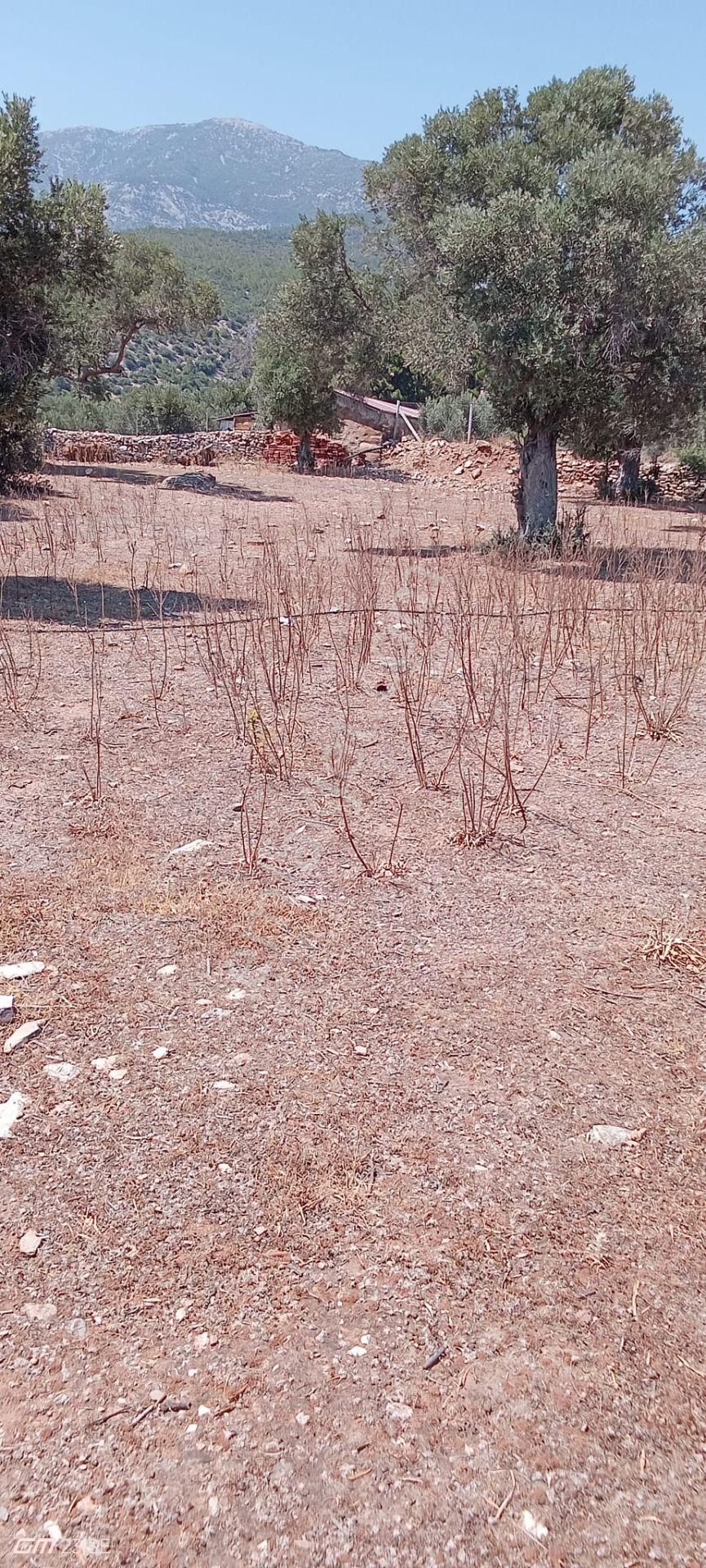 Söke Doğanbey Köyünde Satılık Zeytinlik - Görsel 2