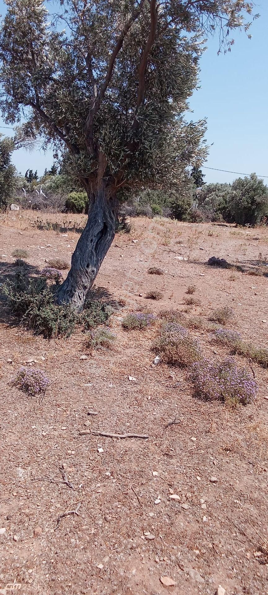 Söke Doğanbey Köyünde Satılık Zeytinlik