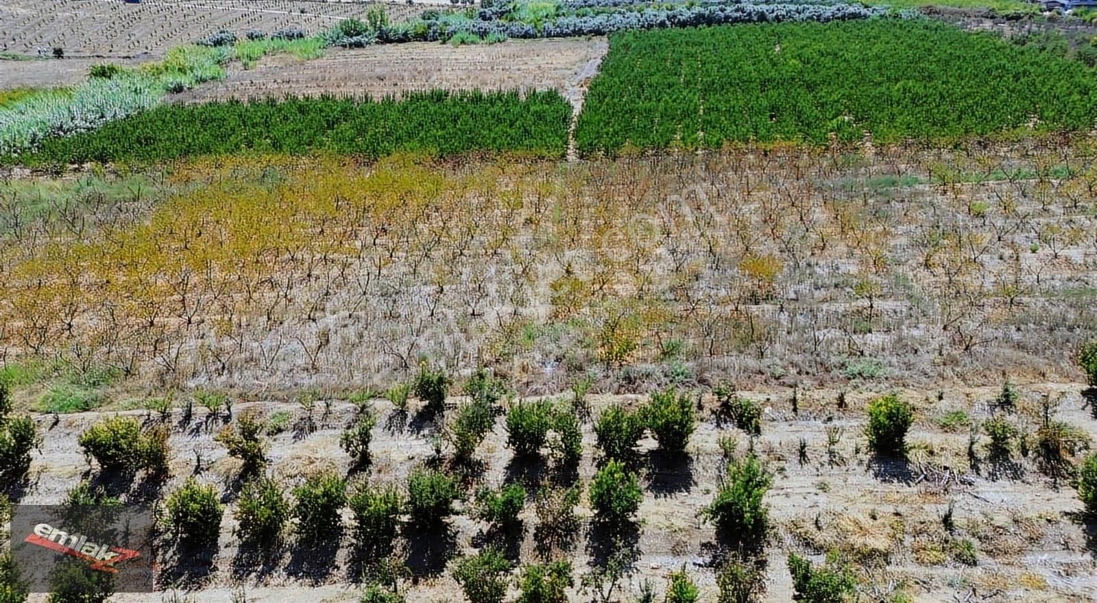 Emlak Z Den Çiviçukuru Mevki 8.000 M2 Tek Tapu Şeftali Bahçesi - Görsel 5