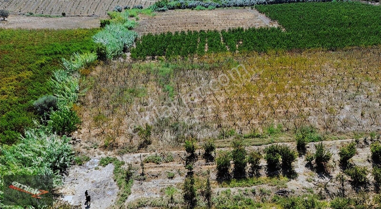 Emlak Z Den Çiviçukuru Mevki 8.000 M2 Tek Tapu Şeftali Bahçesi - Görsel 7