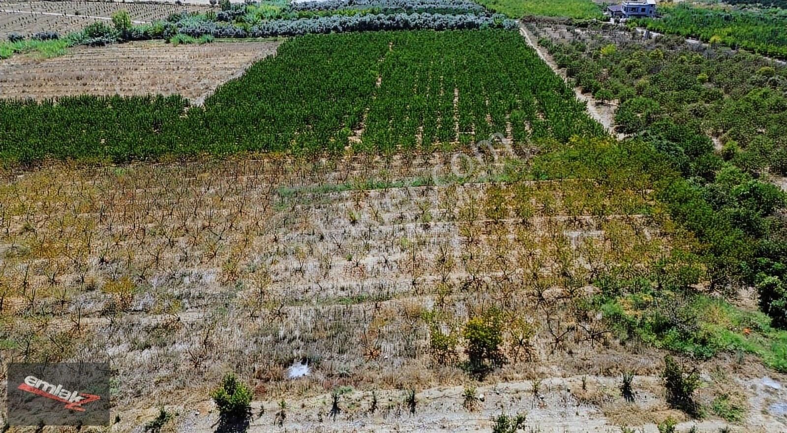 Emlak Z Den Çiviçukuru Mevki 8.000 M2 Tek Tapu Şeftali Bahçesi - Görsel 3