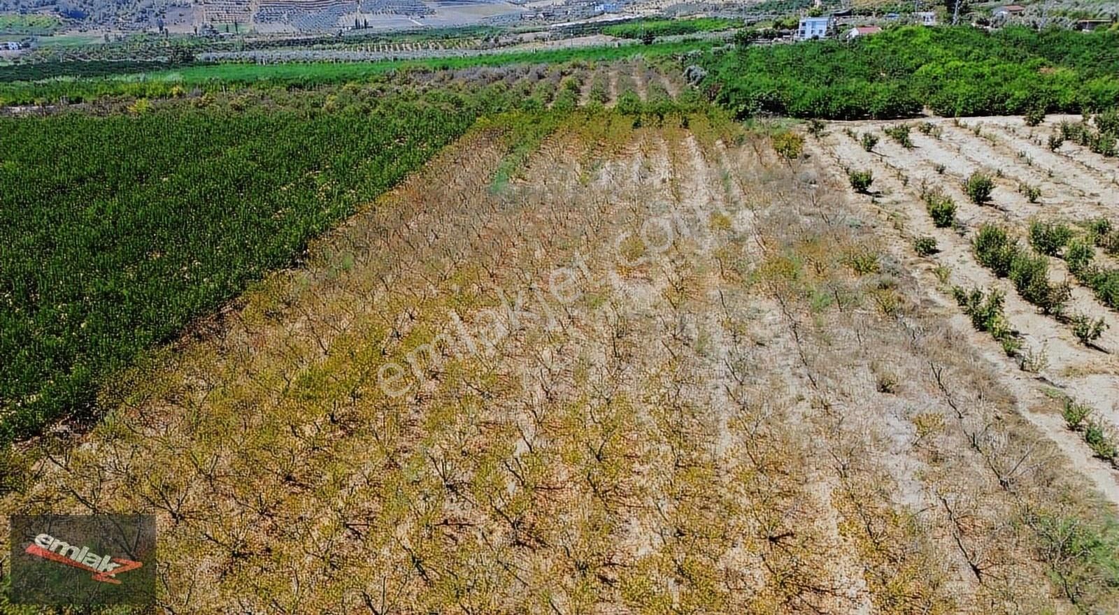 Emlak Z Den Çiviçukuru Mevki 8.000 M2 Tek Tapu Şeftali Bahçesi - Görsel 2