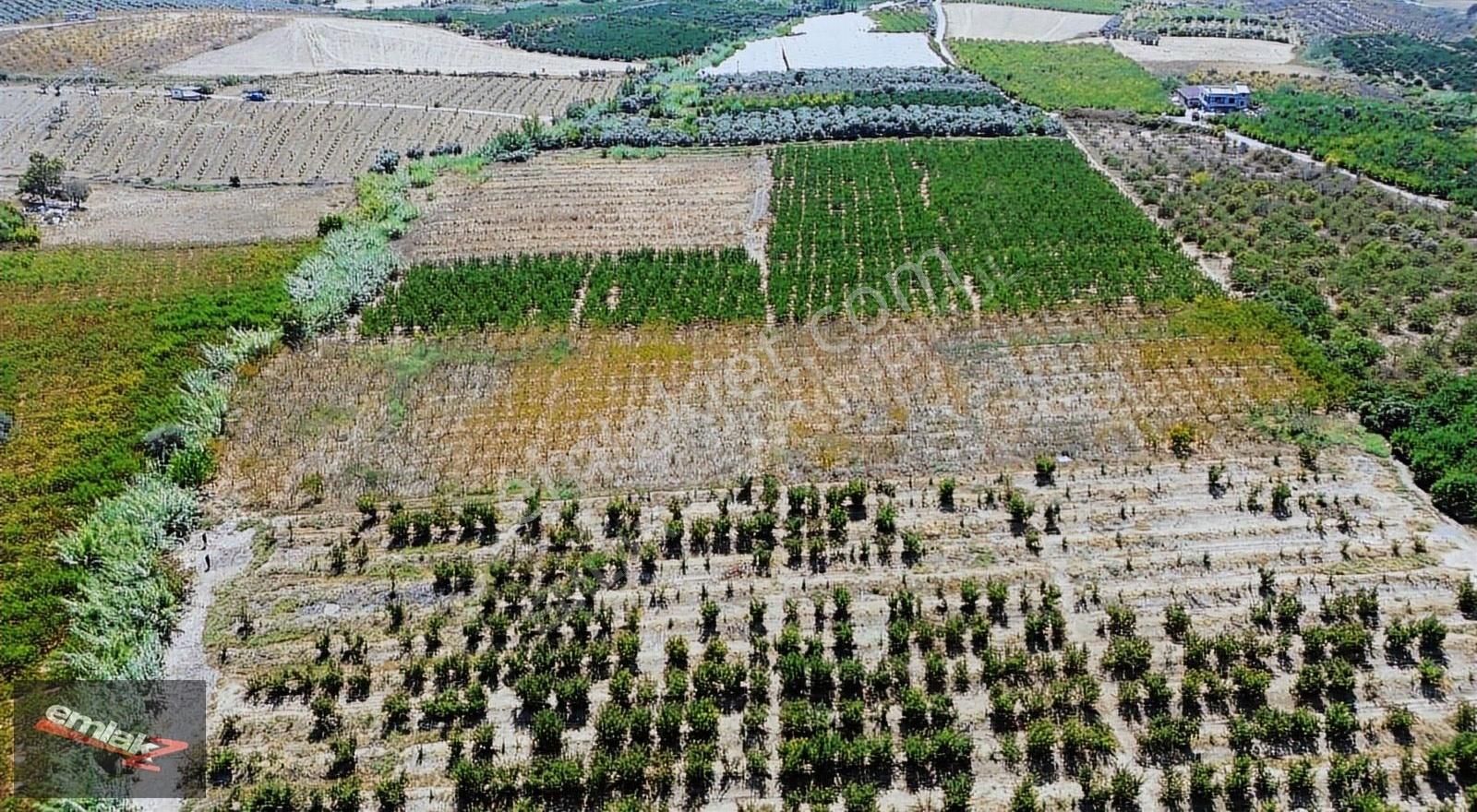 Emlak Z Den Çiviçukuru Mevki 8.000 M2 Tek Tapu Şeftali Bahçesi - Görsel 4