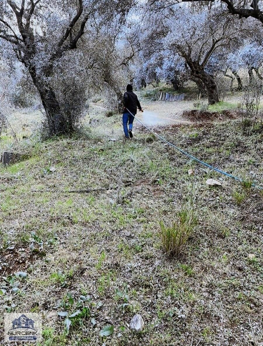 Izmırbayındır Kızılkecili Kadastro Yoluna Sıfır 327m2 Zeytınlık - Görsel 6