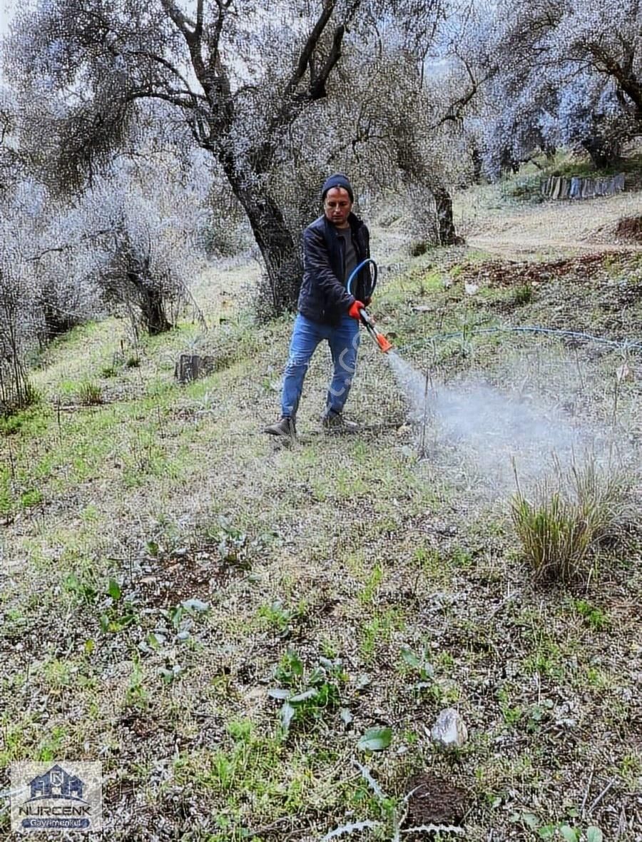 Izmırbayındır Kızılkecili Kadastro Yoluna Sıfır 327m2 Zeytınlık - Görsel 5