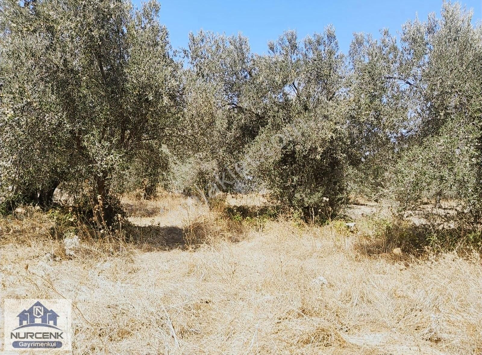 Izmırbayındır Kızılkecili Kadastro Yoluna Sıfır 327m2 Zeytınlık