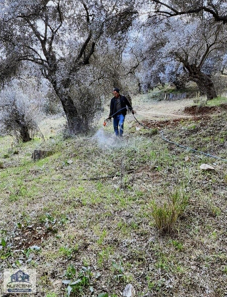 Izmırbayındır Kızılkecili Kadastro Yoluna Sıfır 327m2 Zeytınlık - Görsel 3