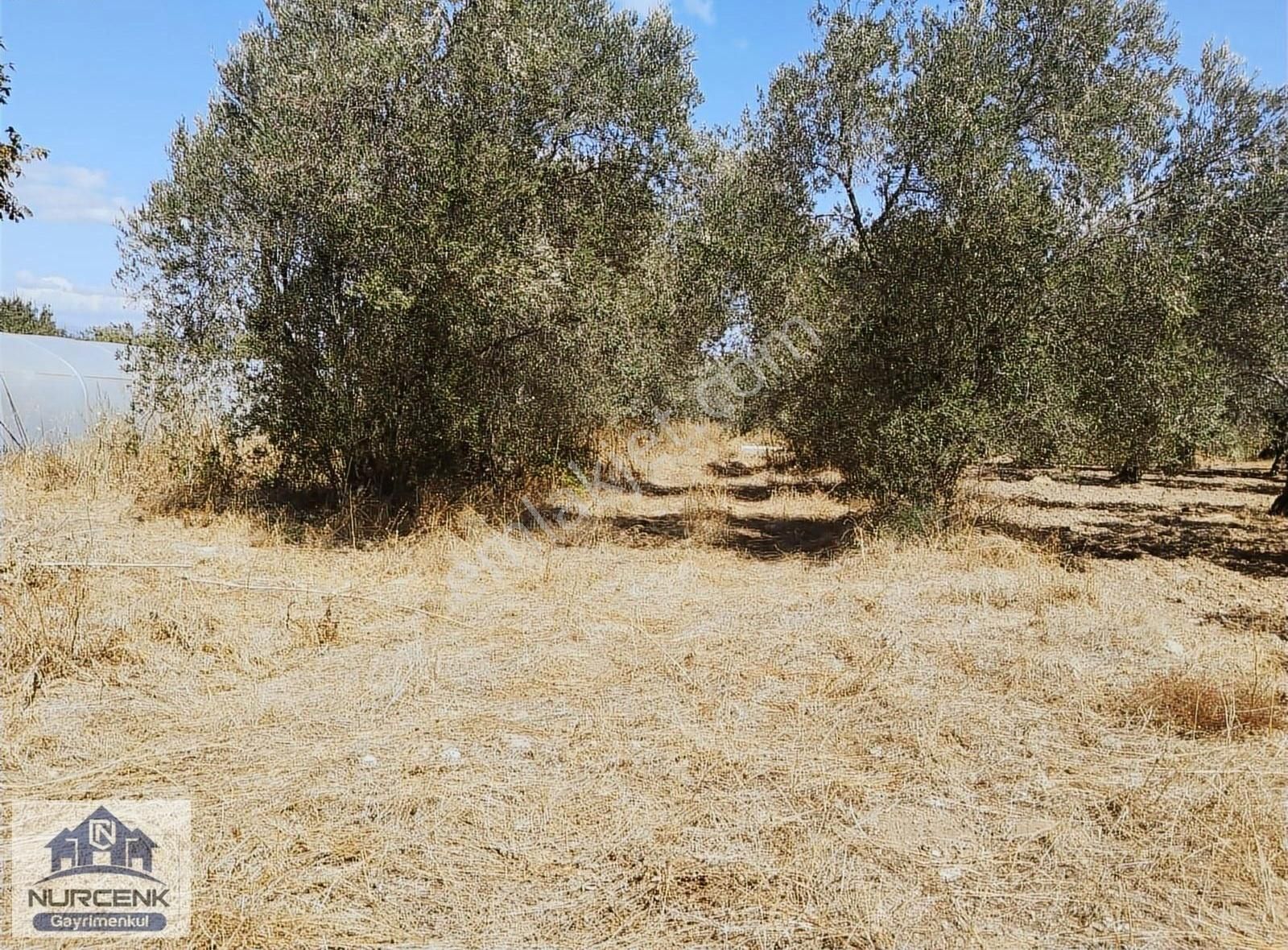 Izmırbayındır Kızılkecili Kadastro Yoluna Sıfır 327m2 Zeytınlık - Görsel 2