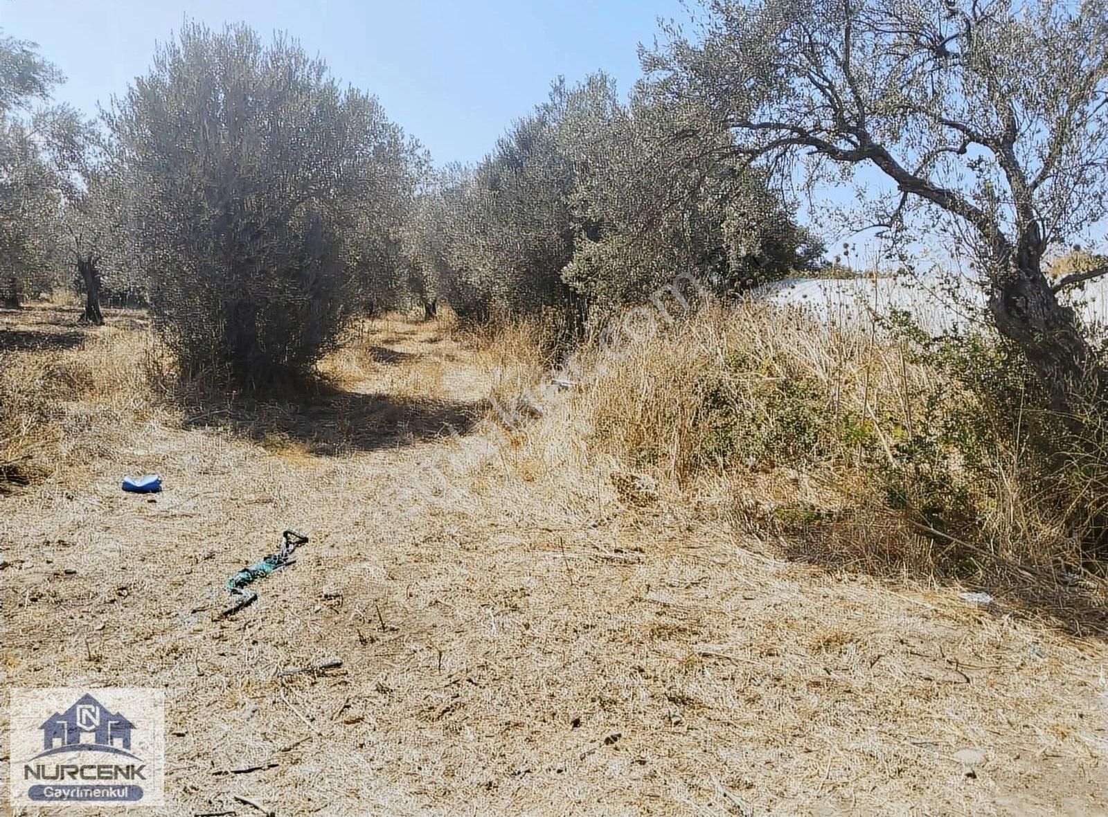 Izmırbayındır Kızılkecili Kadastro Yoluna Sıfır 327m2 Zeytınlık - Görsel 4