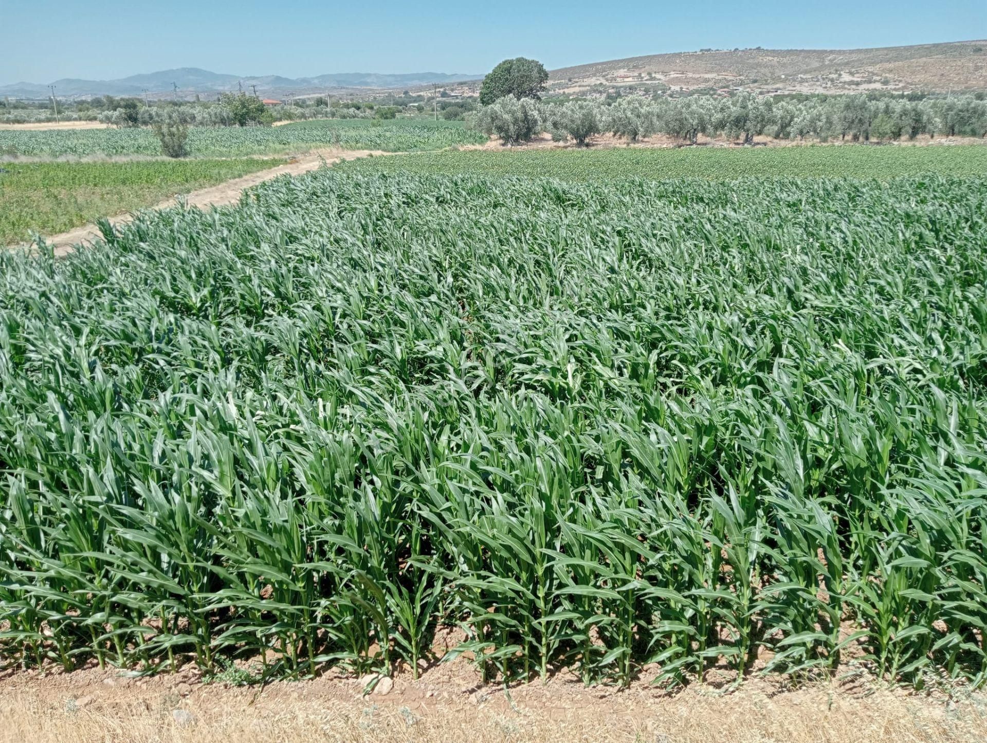 Komutan Emlaktan Bergama Göçbeylide Yatırımlık Arsa - Görsel 10