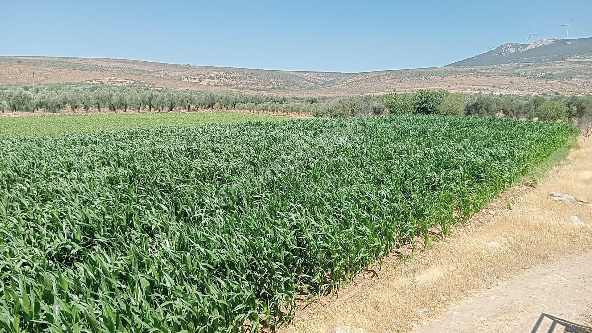 Komutan Emlaktan Bergama Göçbeylide Yatırımlık Arsa - Görsel 14