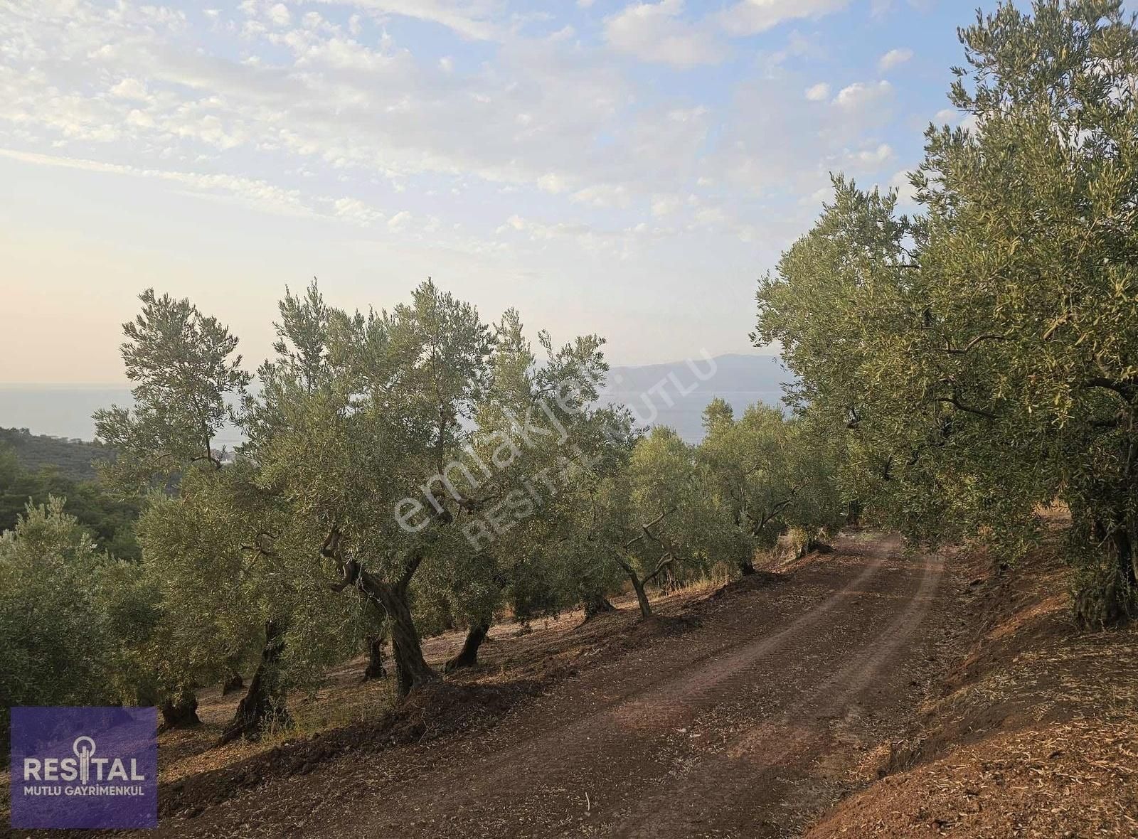 Rs Mutlu Gemlik Kurşunluda Deniz Manzaralı 4097 M2 Satılık Arazi - Görsel 2