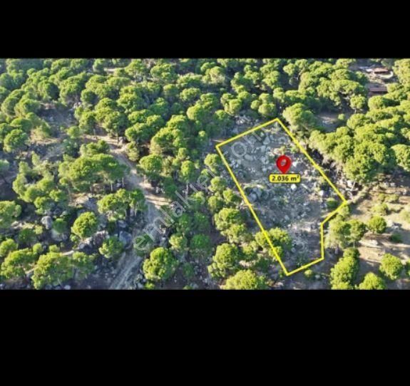 İzmir Bergama Hacıhamzalar Mah Fıstık Çamlığı Satılık - Görsel 2