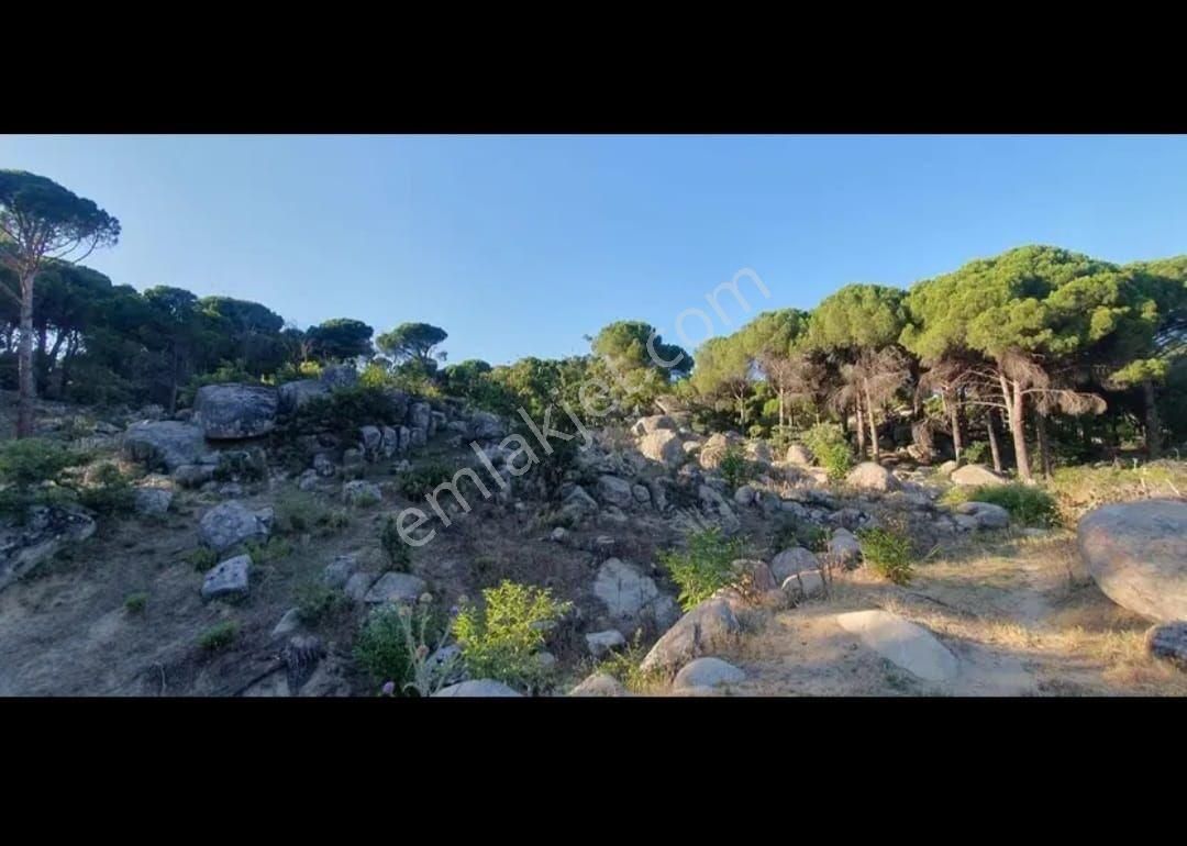 İzmir Bergama Hacıhamzalar Mah Fıstık Çamlığı Satılık - Görsel 6