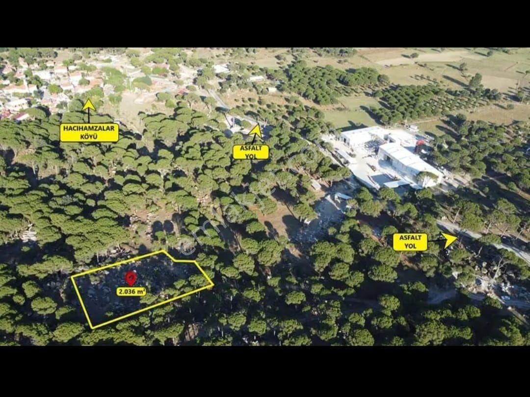 İzmir Bergama Hacıhamzalar Mah Fıstık Çamlığı Satılık - Görsel 5
