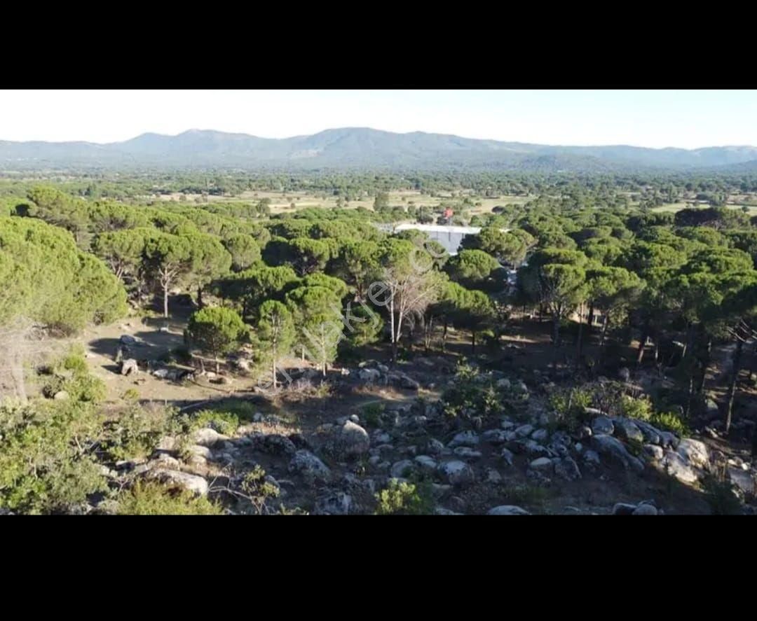 İzmir Bergama Hacıhamzalar Mah Fıstık Çamlığı Satılık - Görsel 8