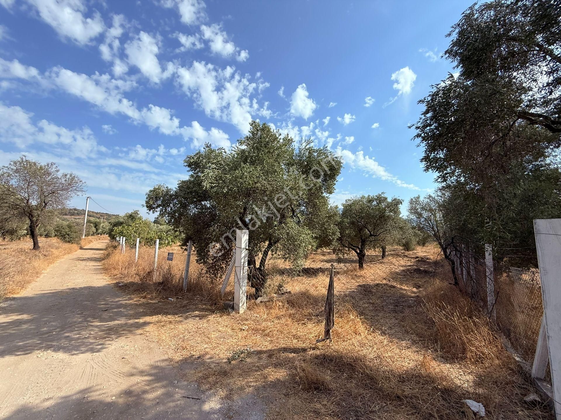 Asfalt Kadastro Yoluna Sıfır Ana Yola 100 Metre Satılık Müstakil Tapulu Zeytin Ve İncir Bahçesi - Görsel 8