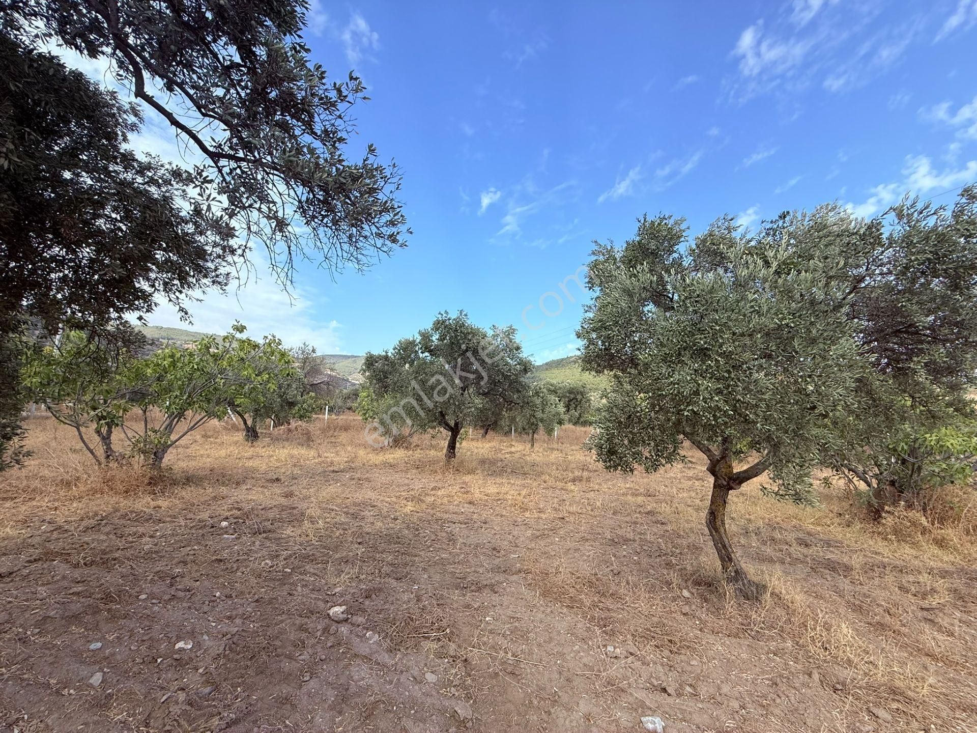 Asfalt Kadastro Yoluna Sıfır Ana Yola 100 Metre Satılık Müstakil Tapulu Zeytin Ve İncir Bahçesi - Görsel 6