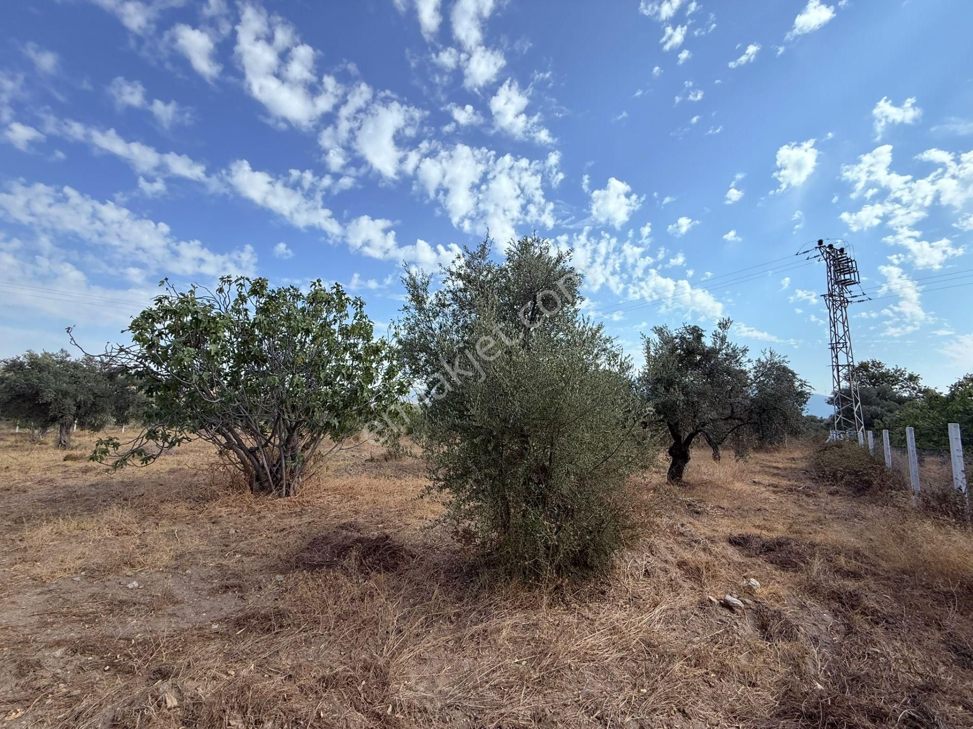 Asfalt Kadastro Yoluna Sıfır Ana Yola 100 Metre Satılık Müstakil Tapulu Zeytin Ve İncir Bahçesi - Görsel 7