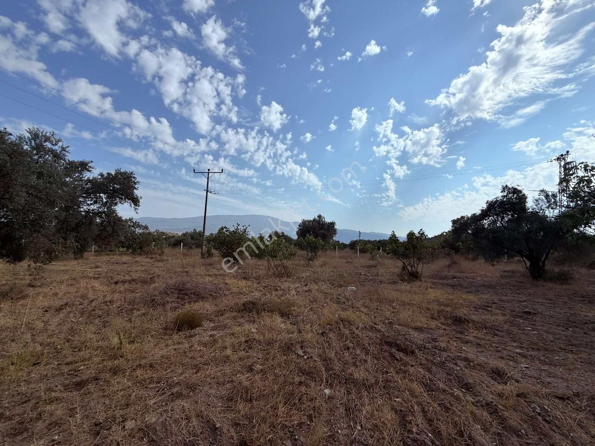 Asfalt Kadastro Yoluna Sıfır Ana Yola 100 Metre Satılık Müstakil Tapulu Zeytin Ve İncir Bahçesi - Görsel 5