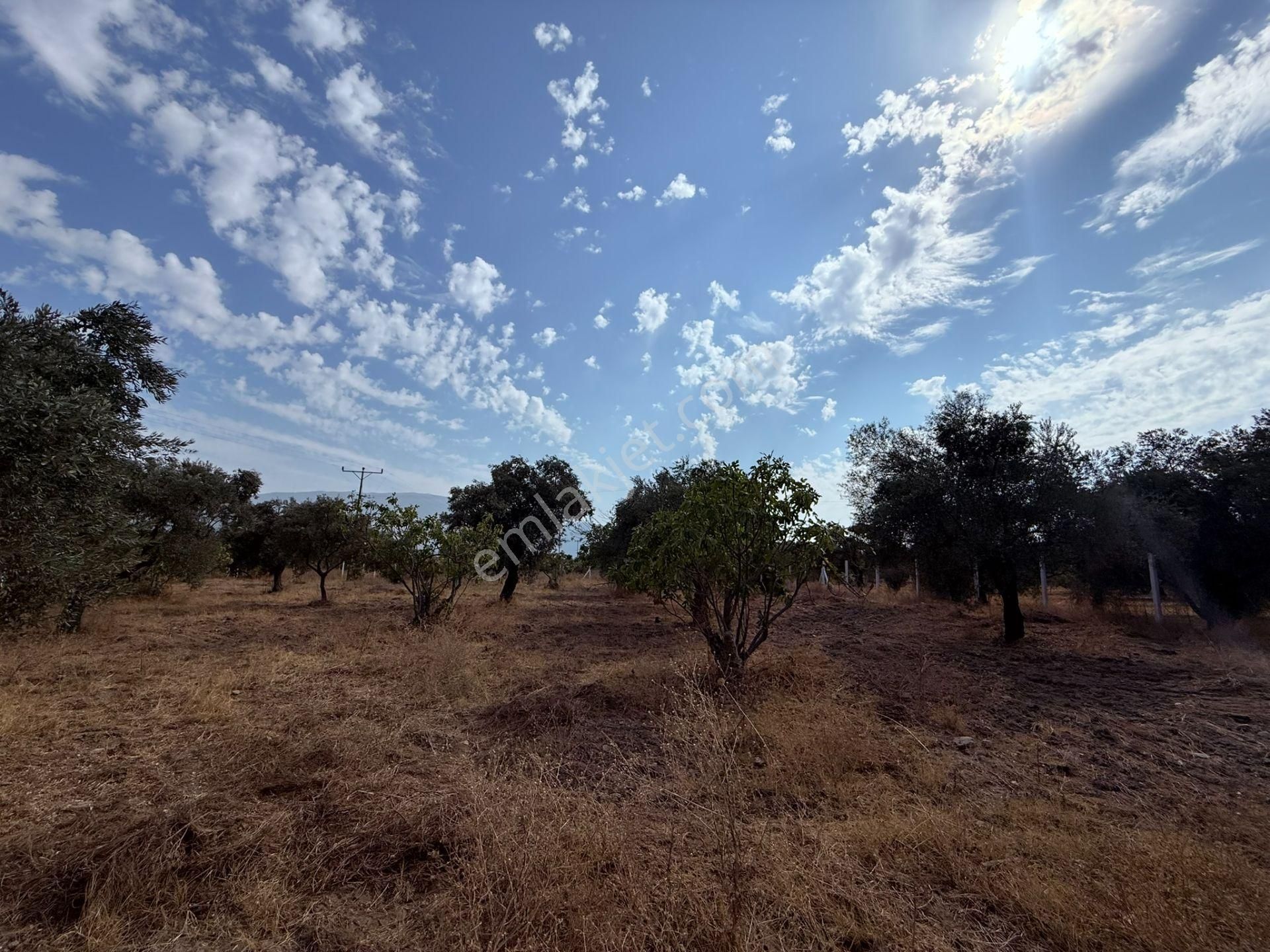 Asfalt Kadastro Yoluna Sıfır Ana Yola 100 Metre Satılık Müstakil Tapulu Zeytin Ve İncir Bahçesi - Görsel 4