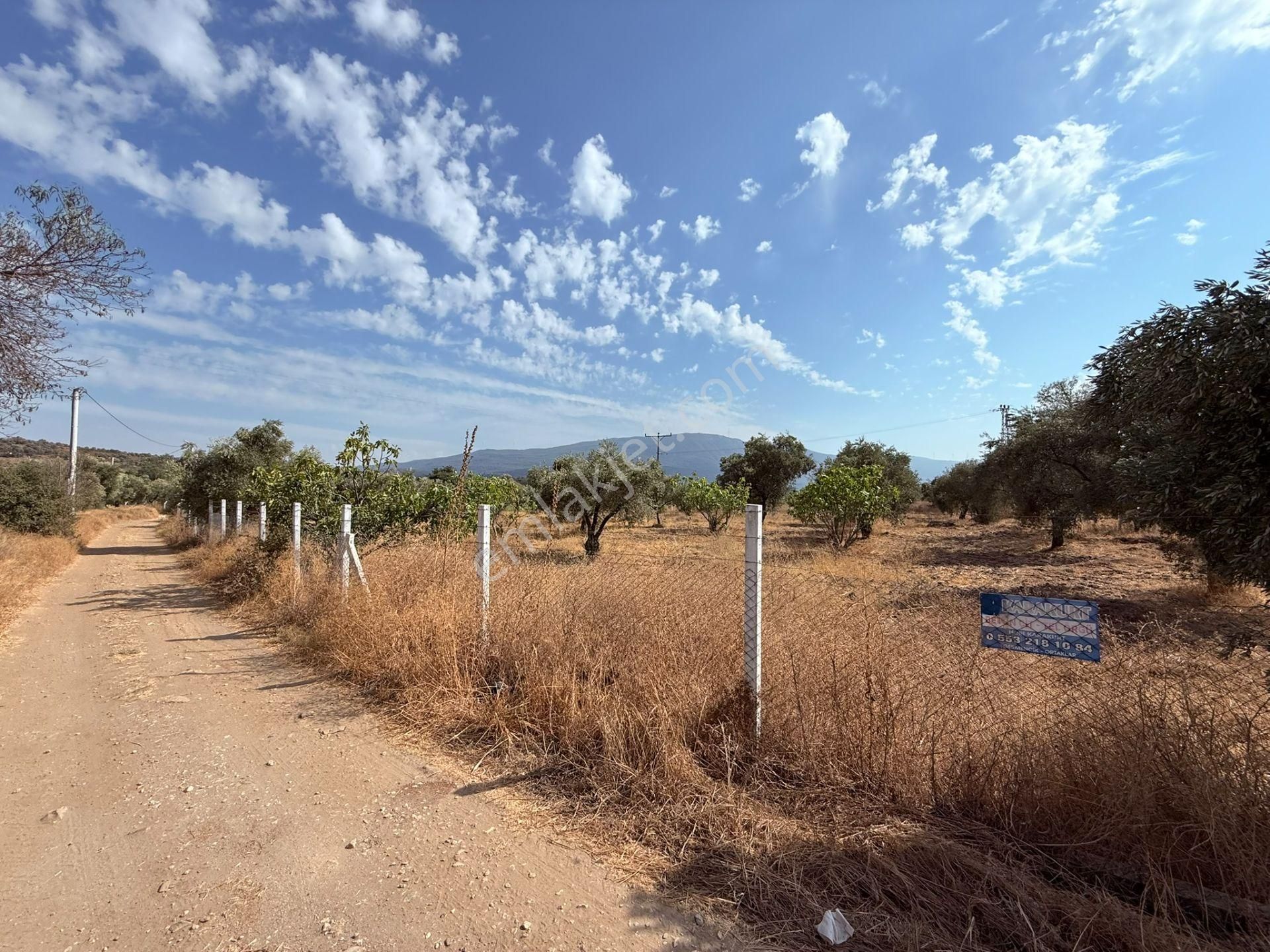 Asfalt Kadastro Yoluna Sıfır Ana Yola 100 Metre Satılık Müstakil Tapulu Zeytin Ve İncir Bahçesi - Görsel 9