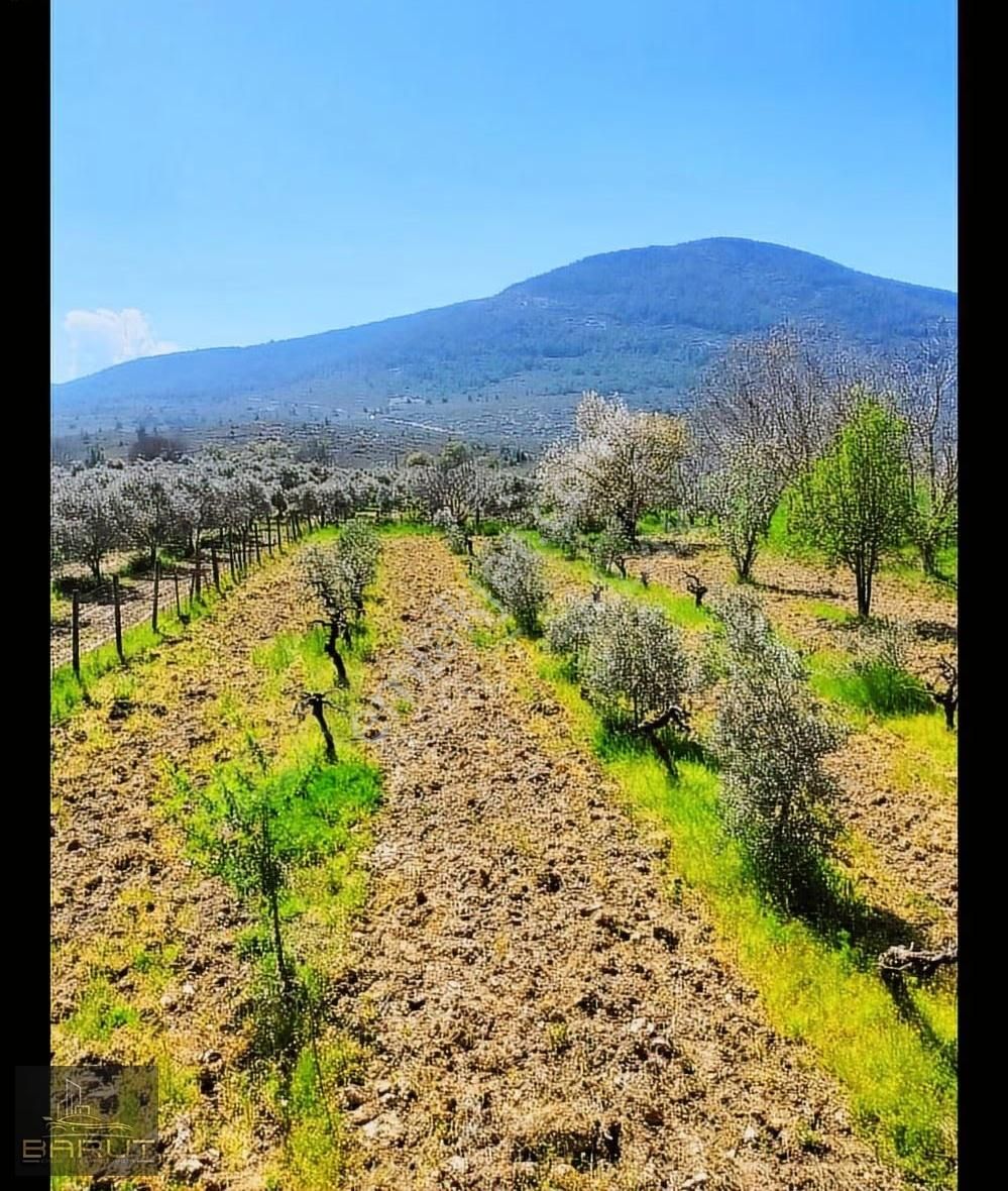 Muğla Yeşilyurt'ta Doğa İle Yaşam - Görsel 2