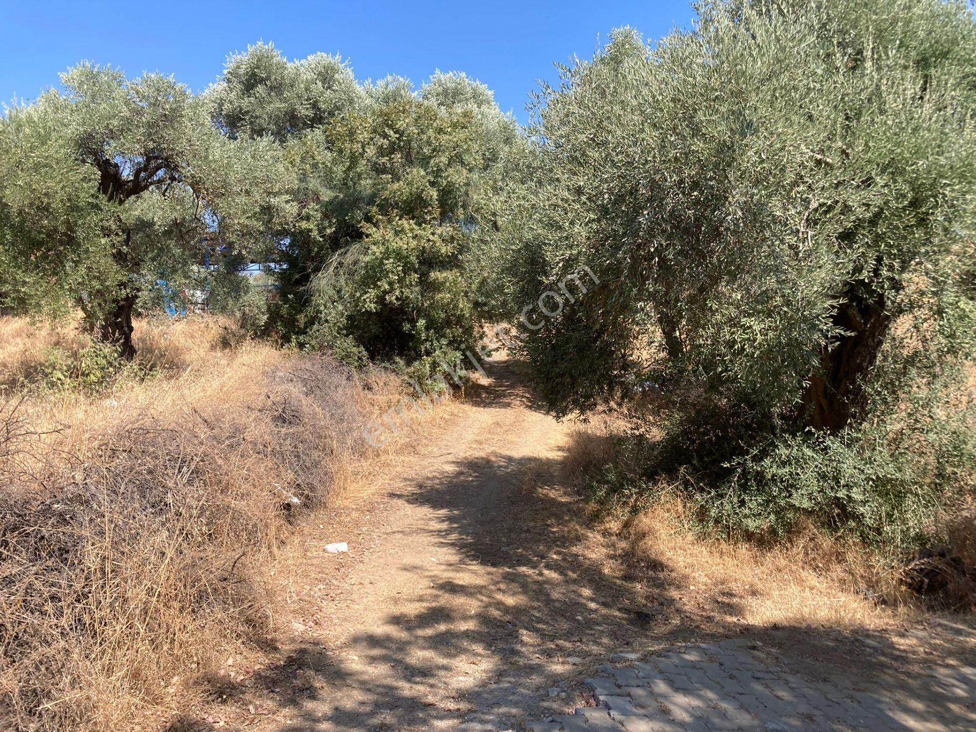 Sailer'de Satılık 5400m² Zeytinlik - 52 Ağaçlı, Müstakil Tapulu - Görsel 8