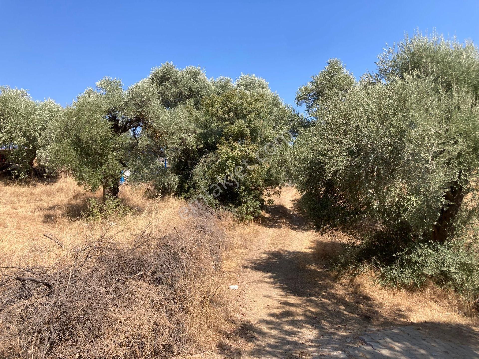 Sailer'de Satılık 5400m² Zeytinlik - 52 Ağaçlı, Müstakil Tapulu