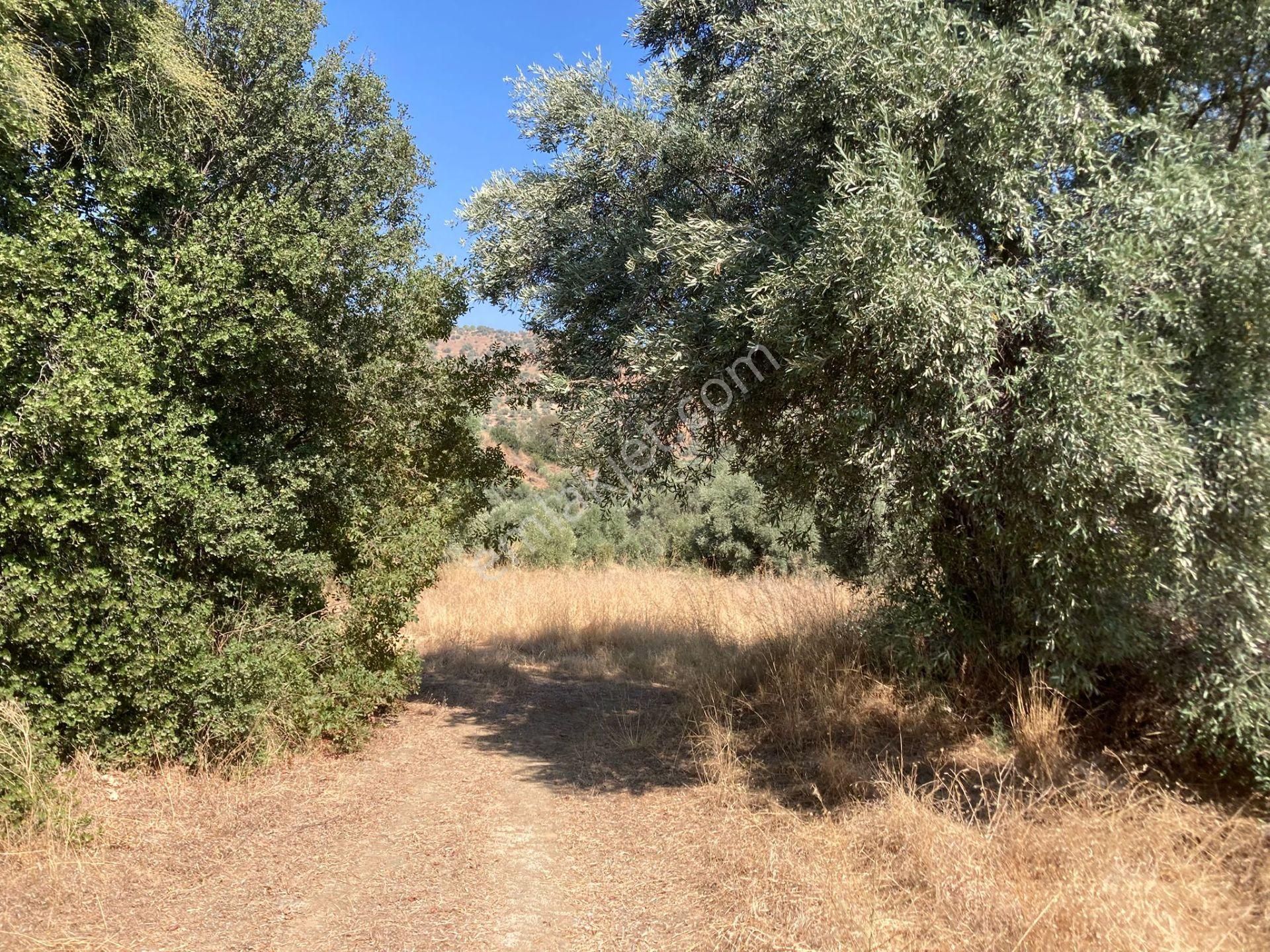 Sailer'de Satılık 5400m² Zeytinlik - 52 Ağaçlı, Müstakil Tapulu - Görsel 6