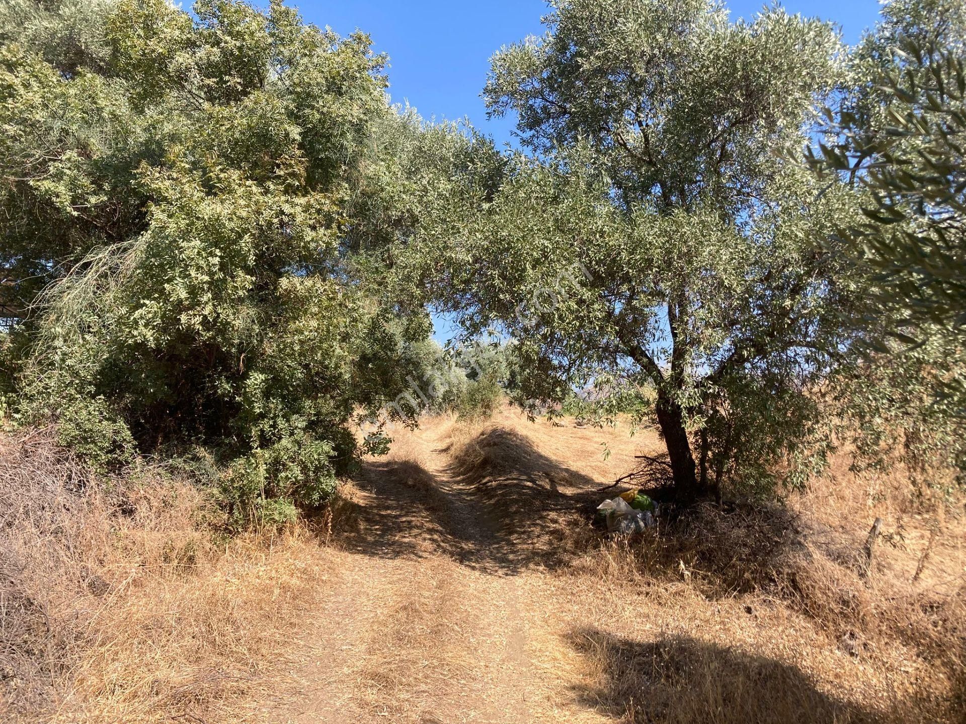 Sailer'de Satılık 5400m² Zeytinlik - 52 Ağaçlı, Müstakil Tapulu - Görsel 5