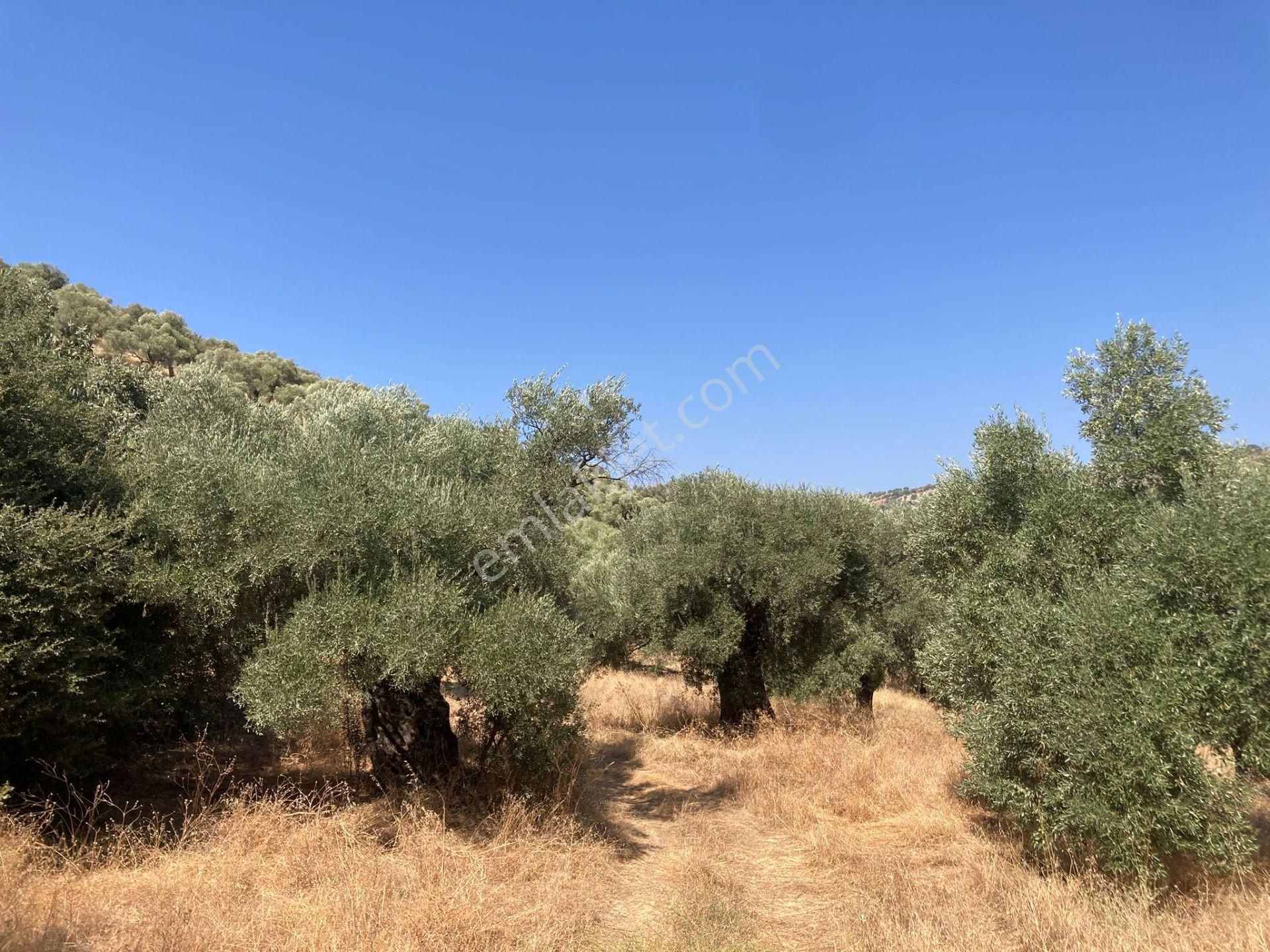 Sailer'de Satılık 5400m² Zeytinlik - 52 Ağaçlı, Müstakil Tapulu - Görsel 2