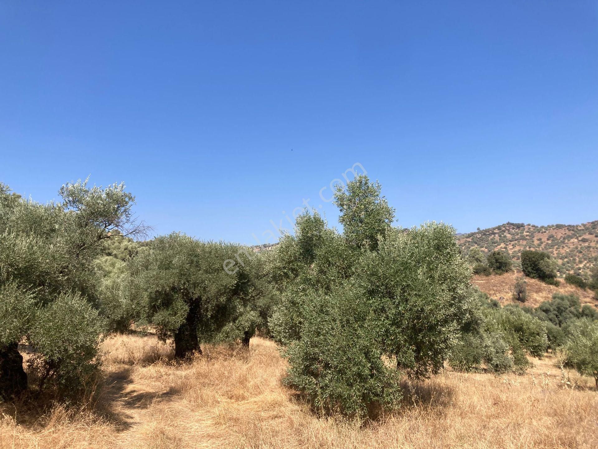 Sailer'de Satılık 5400m² Zeytinlik - 52 Ağaçlı, Müstakil Tapulu - Görsel 3