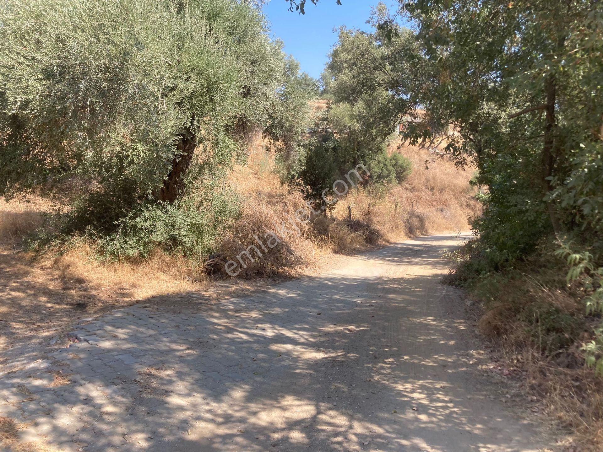 Sailer'de Satılık 5400m² Zeytinlik - 52 Ağaçlı, Müstakil Tapulu - Görsel 7